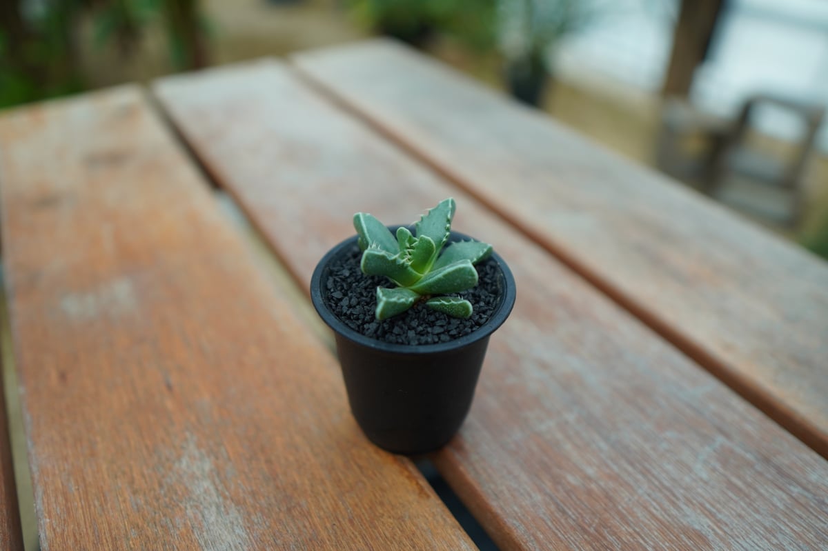 レア✨フォーカリア　鯨皮　抜き苗 レア✨フォーカリア鯨皮抜き苗