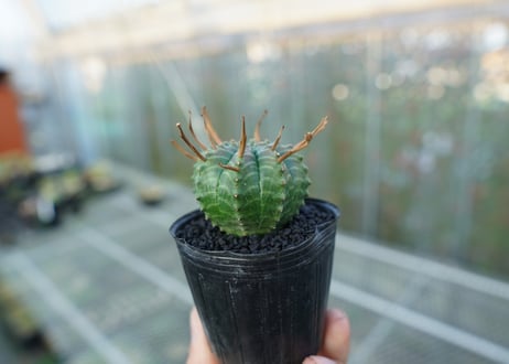 ユーフォルビア　スーパーバリダ　Euphorbia super valida  No.2