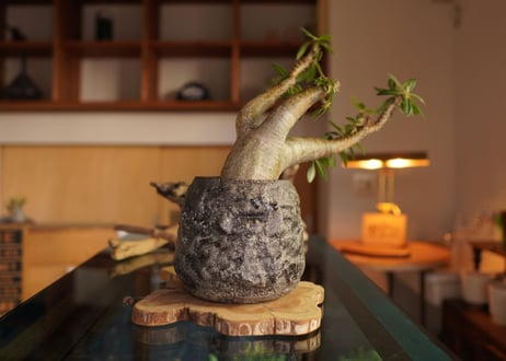 パキポディウム マカイエンセ　Pachypodium makayense