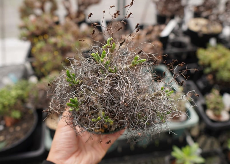 チレコドン 万物想 | mana's farm:塊根植物・アガベ・ドライガーデン