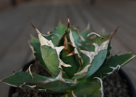 アガベ　チタノタ　Agave titanota