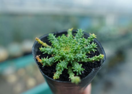 ユーフォルビア　ゴルゴニス　Euphorbia gorgonis  No.3