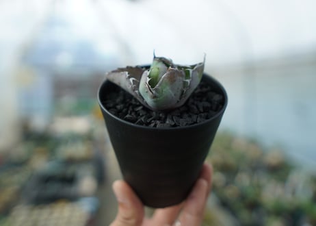 アガベ　チタノタ　 ブラックアンドブルー 　Agave titanota black and blue　No.4