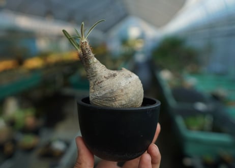 パキポディウム　グラキリス　 Pachypodium Gracilius  No.10
