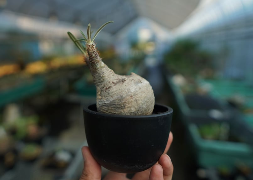 パキポディウム グラキリス Pachypodium Gracilius No.10 | m