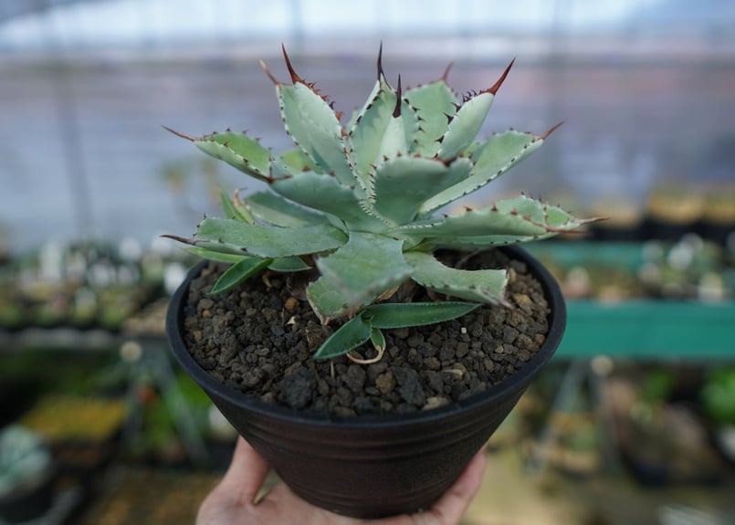 アガベ 吉祥冠 Agave potatorum No.1 | mana's farm:塊根植物
