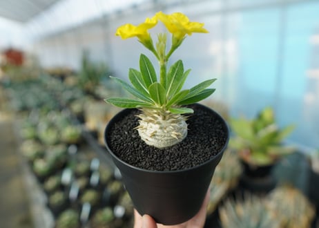 パキポディウム　恵比寿大黒　Pachypodium Densicaule　No.2