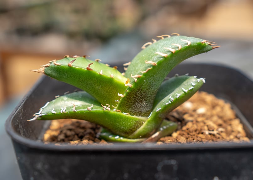 アガベ オテロイ実生株　loop plants産 Loop Plants | ・ オテロイ実生2019 選抜株No.005 From