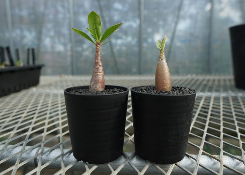 アデニウム Adenium No.1 | mana's farm:塊根植物・アガベ・ドライガ