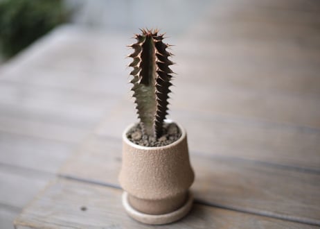 黒麒麟　Euphorbia canariensis