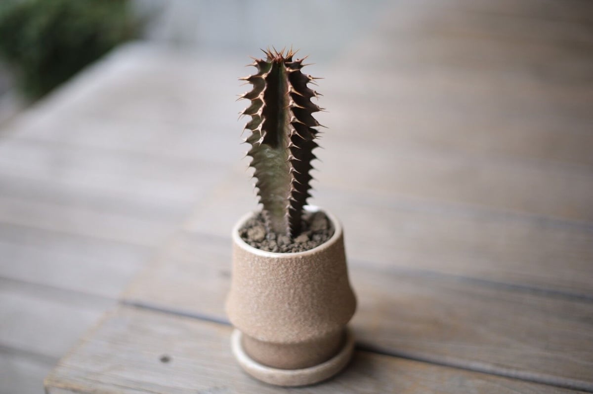 黒麒麟 Euphorbia canariensis | mana's farm:塊根植物・アガ