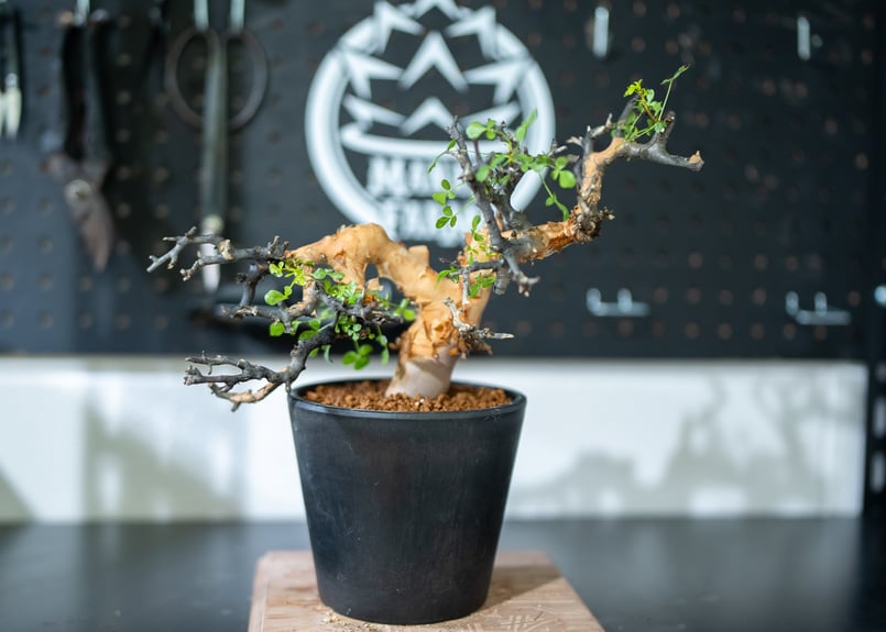 塊根植物 黒鉢 植物 コミフォラ カタフ 塊根植物 黒鉢 植物コミフォラカタフ