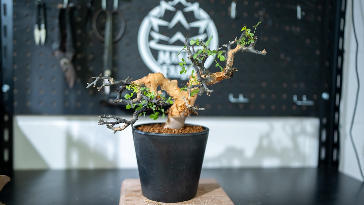 コミフォラ カタフ | mana's green:塊根植物販売|マナズグリーン コミフォラ カタフ | mana's green:塊根植物販売|マナズグリーン
