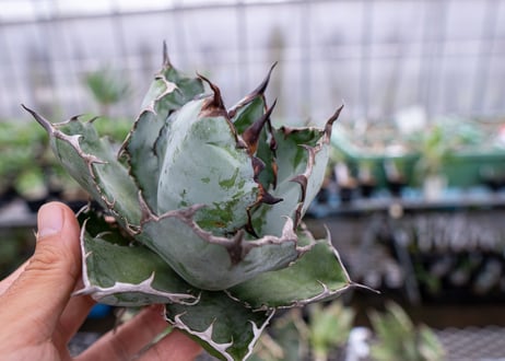 Agave titanota Agave B&B S No.2