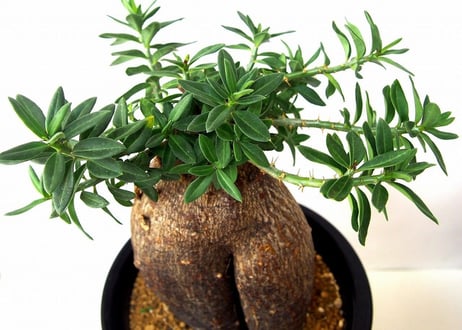 パキポディウム　ビスピノーサム　Pachypodium bispinosum