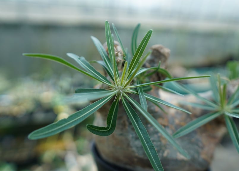 パキポディウム グラキリス Pachypodium Gracilius No.3 | ma