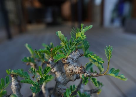 センナ　メリディオナリス　Senna meridionalis
