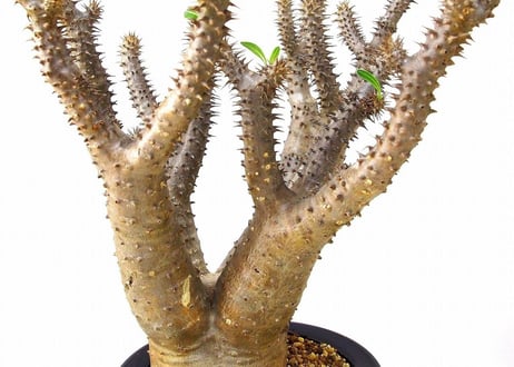 Pachypodium makayense パキポディウム マカイエンセ　魔界玉