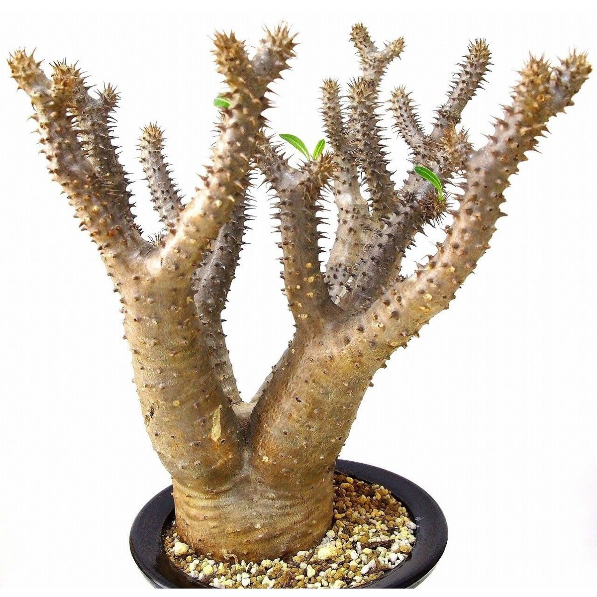 Pachypodium makayense パキポディウム マカイエンセ 魔界玉 | mana