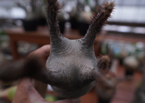 パキポディウム　グラキリス　Pachypodium gracilius　抜き苗　№172