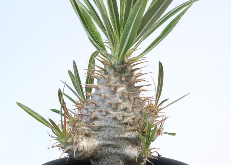 塊根植物　実生4年生　グラキリス　P 塊根植物 実生4年生 グラキリス P グラキリス実生