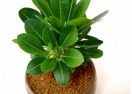 Pachypodium brevicaule albiflorum 　恵比寿笑い