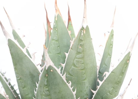 Agave purpusorum