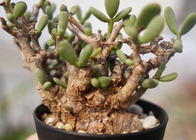 b*5様 ケラリアピグマエア　大きめ Ceraria pygmaea ケラリア ピグマエア C NO.5 | mana's farm