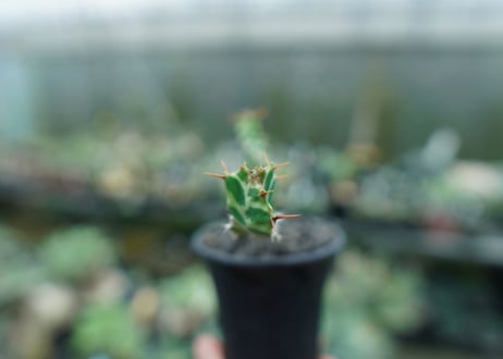 ユーフォルビア　ペルシステンス　Euphorbia persistens
