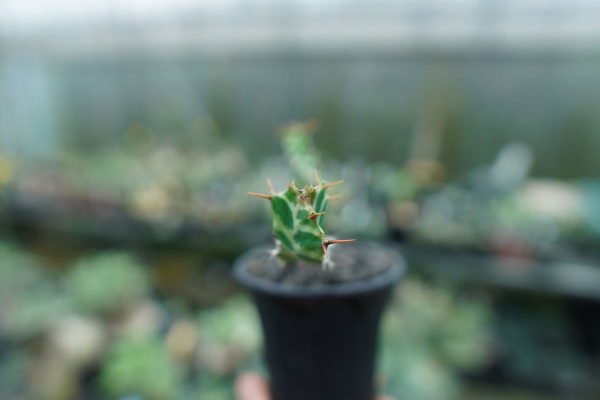 ユーフォルビア　ペルシステンス　2株 ユーフォルビア ペルシステンス 2株 | 塊根植物・コーデックス