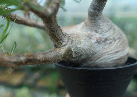 パキポディウム　グラキリス　 Pachypodium Gracilius  No.4