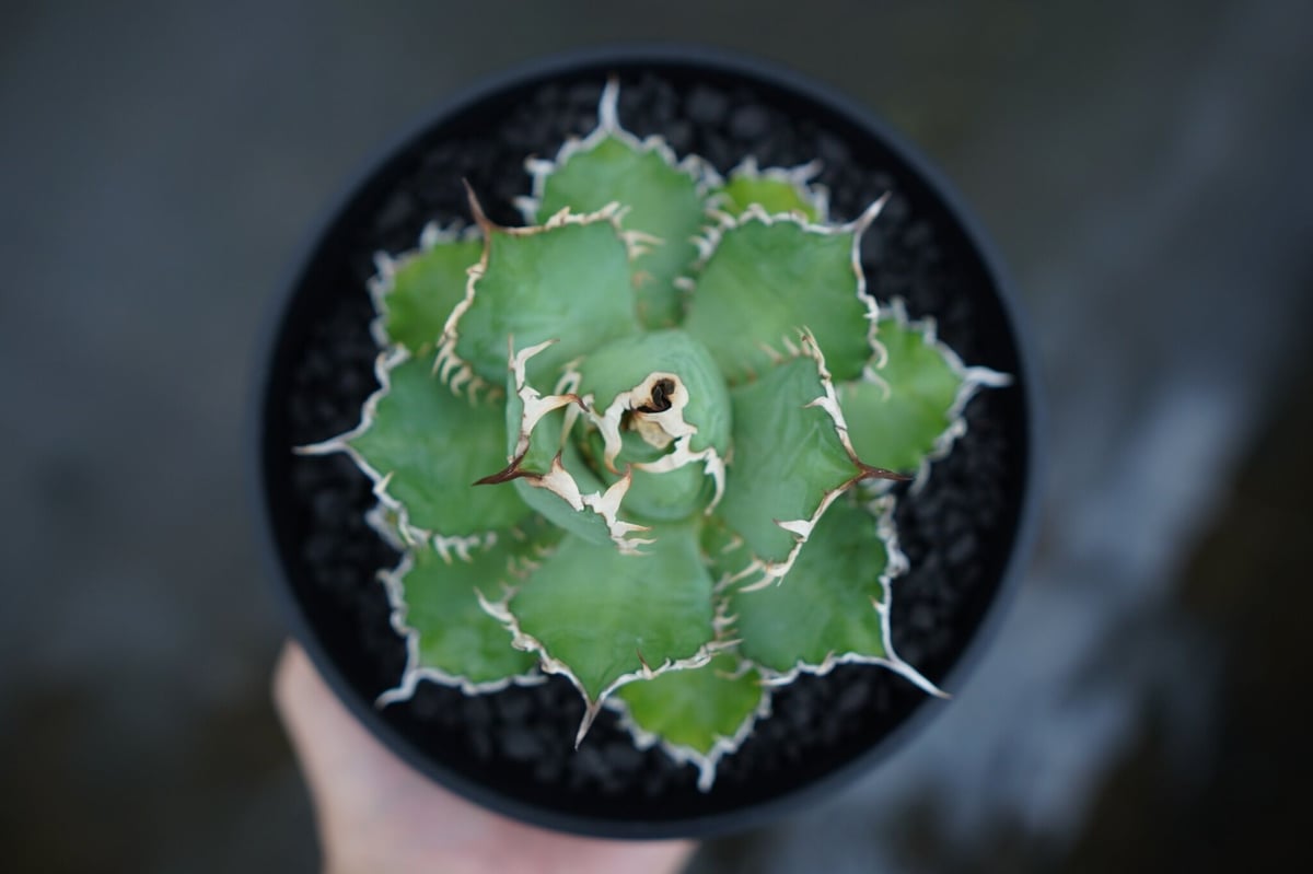 アガベ チタノタ フィリグリー agave titanota filigree No.1 |