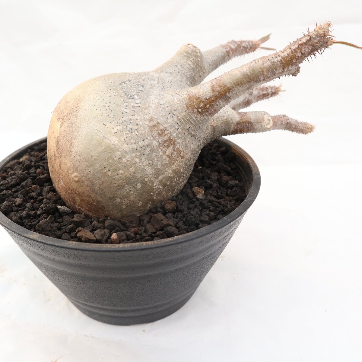 パキポディウム グラキリス no.100 | mana's farm:塊根植物・アガベ