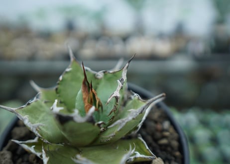 アガベ　チタノタ　FO-76　agave titanota  FO-76　No.8