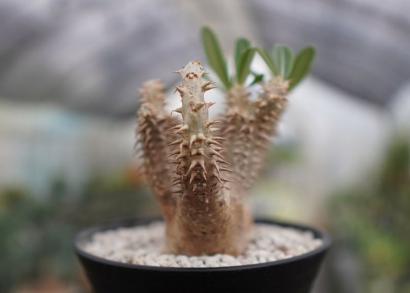 パキポディウム デンシフローラム | mana's farm:塊根植物・アガベ