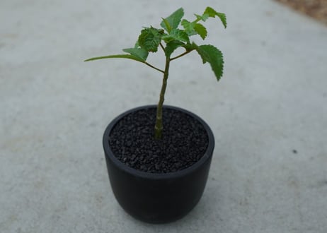 【沖縄実生株】ブルセラ ヒンドシアナ Bursera hindsiana