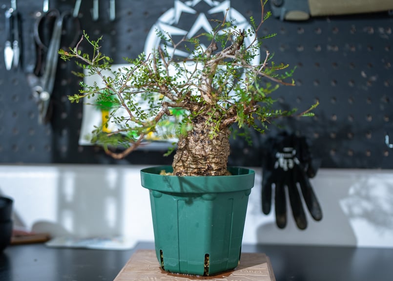 オペルクリカリア パキプス 沖縄で管理後1年 No.1 | mana's farm:塊根