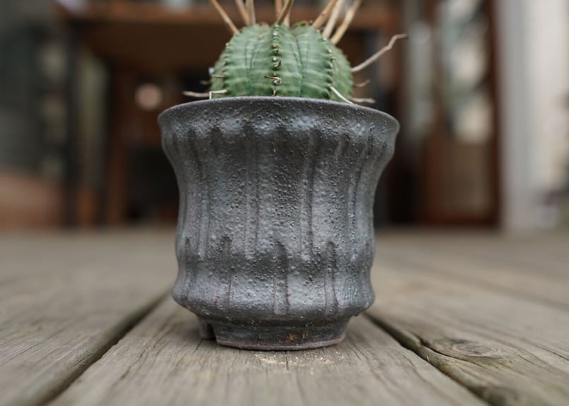 ユーフォルビア バリダ ”塊根植物スターターセット” | mana's farm