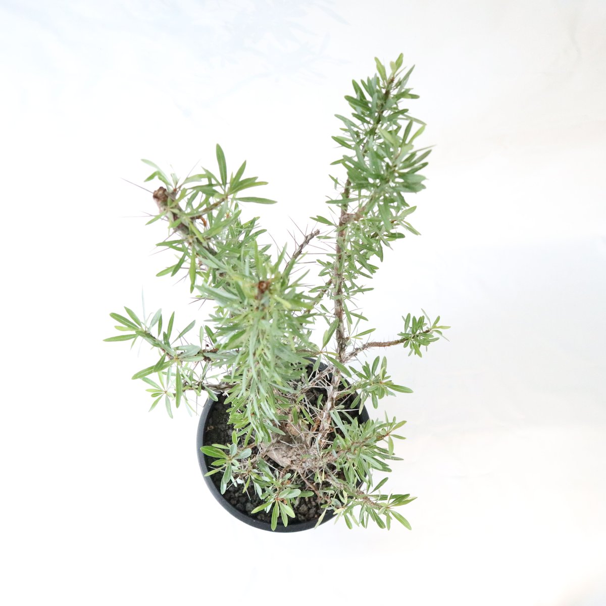 フォークイエリア プルプシー 大株 現地球 fouquieriapurpusii | STORES