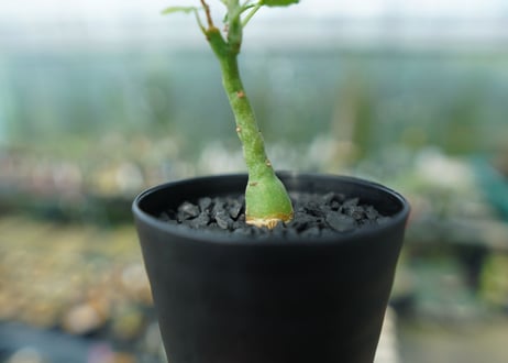 アデニア　グラウカ　Adenia Glauca　No.2