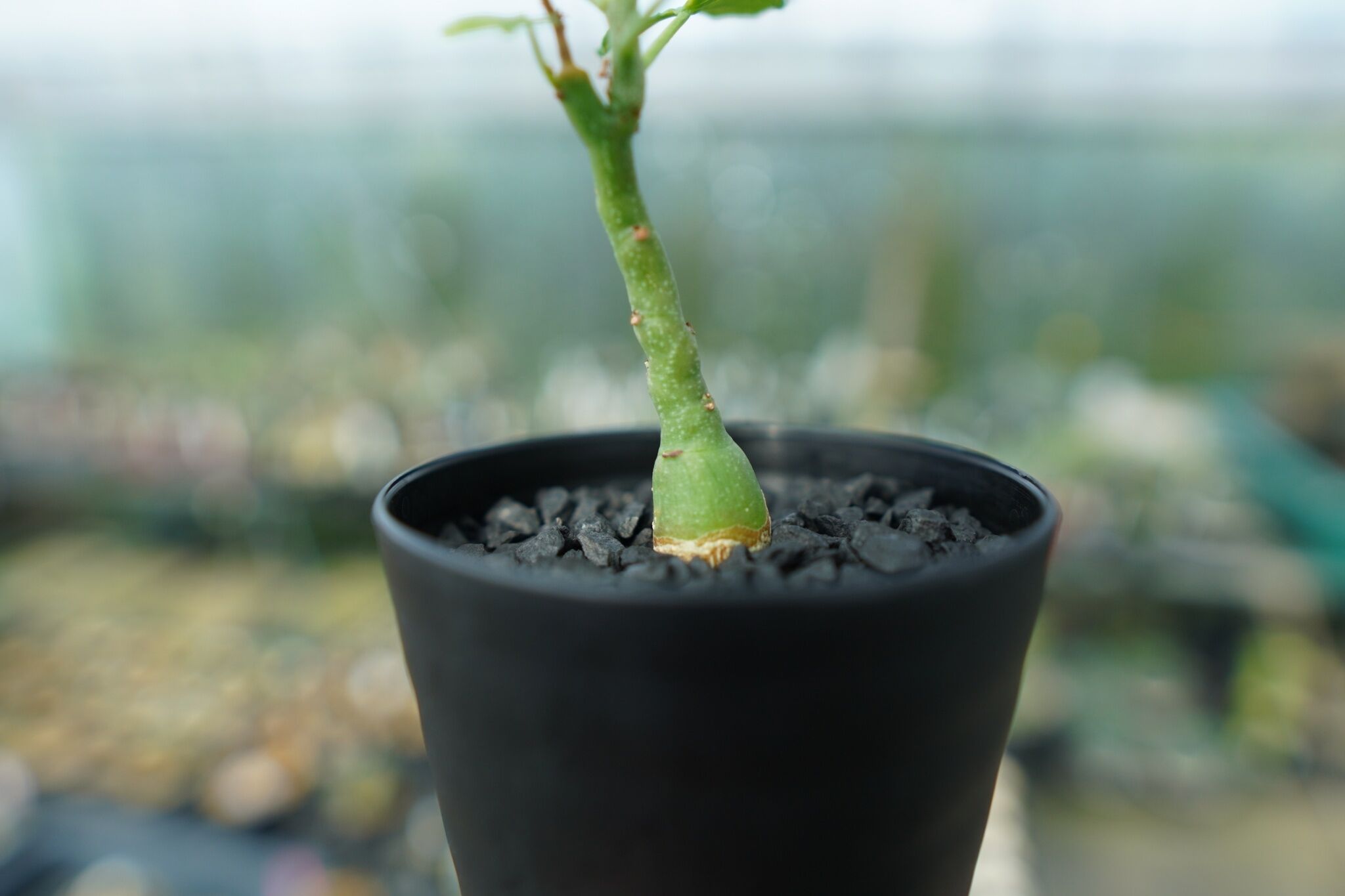 美株】アデニア グラウカ ダブルヘッド 二頭 良樹形 塊根植物