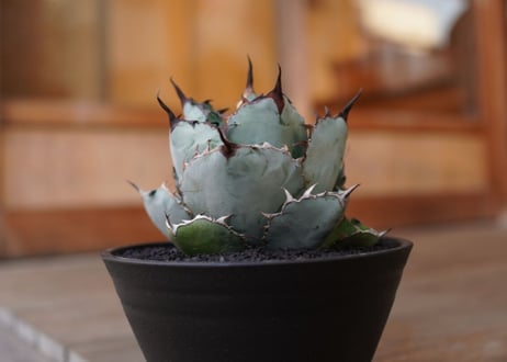 Agave titanota 'black and blue'　No.1