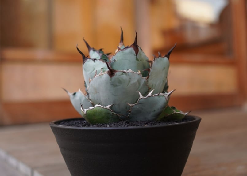 Agave titanota 'black and blue' No.1 | mana's f