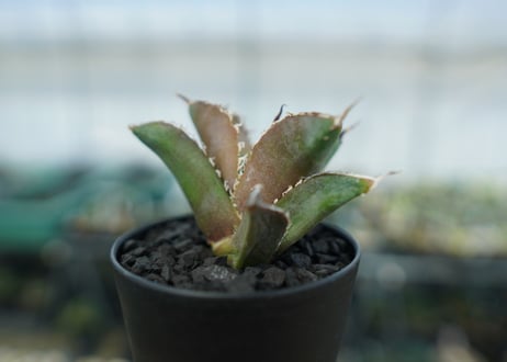 アガベ　チタノタ　白鯨　Agave titanota White whale　No.3