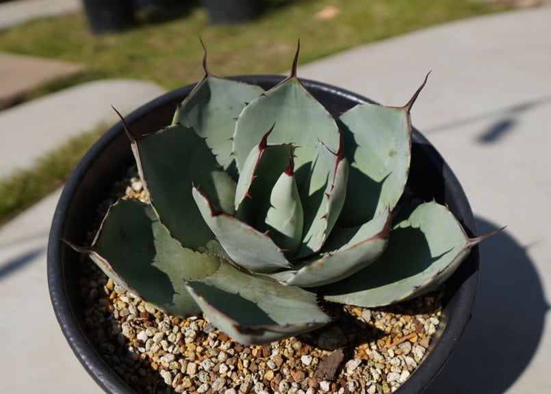 アガベ パリートランカータ NO.1 | mana's farm:塊根植物・アガベ