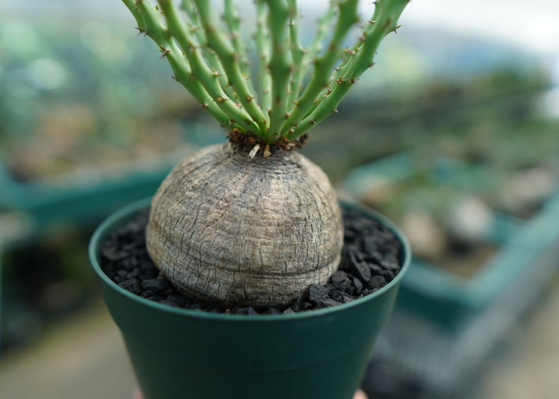 ユーフォルビア デシドゥア Euphorbia decidua | mana's farm:塊