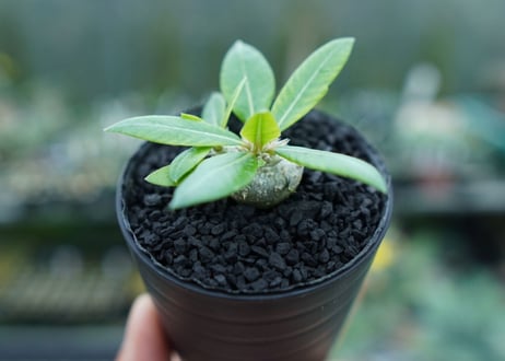 パキポディウム　恵比寿笑い　Pachypodium brevicaule　No.3