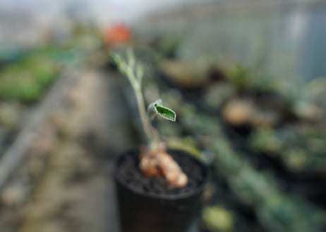 ペラルゴニウム　ビオリフロルム　Pelargonium violiflorum