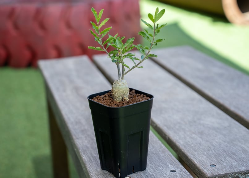 フォッケア　エデュリス　大株 フォッケア・エデュリス | trigger