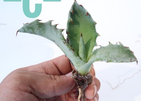 Agave colorata